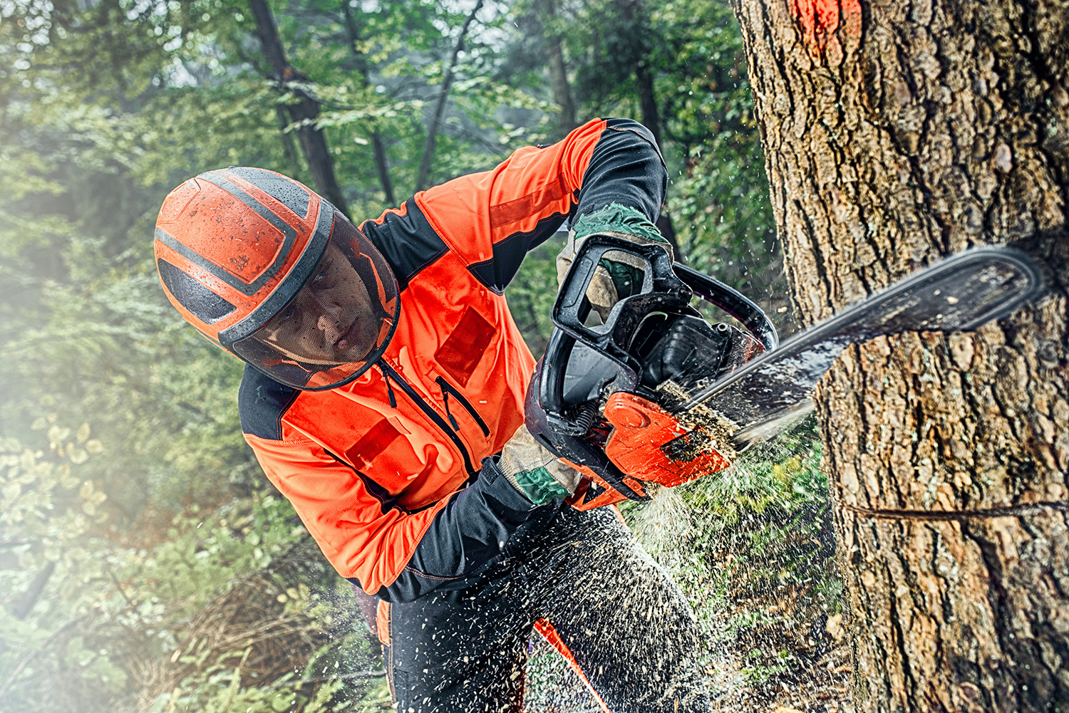 Travaux forestiers et bûcheronnage | BPA