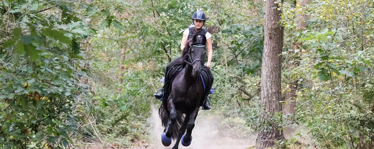 Reitsport